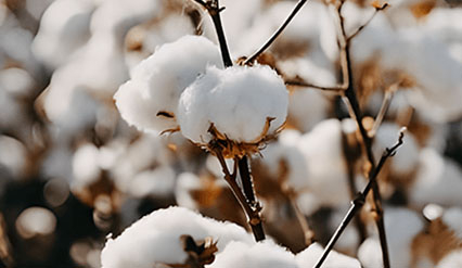  Organic Cotton 